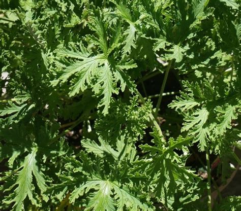 Citronella Farming, Cultivation Practices .